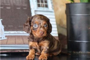 Elana - Dachshund, Mini for sale