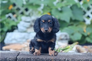 Hera - Dachshund, Mini for sale