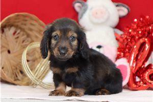 Brett - Dachshund, Mini for sale