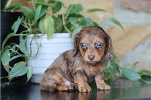 Arnold - Dachshund, Mini for sale
