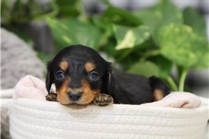 Layton - puppy for sale