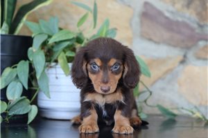 Anastasia - Mini Dachshund for sale