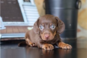 Edison - puppy for sale