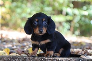 Puddin - Mini Dachshund for sale