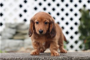 Dolly - Dachshund, Mini for sale