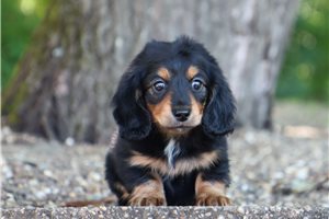 Darlene - Dachshund, Mini for sale