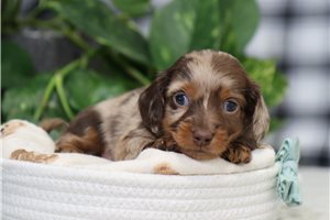 Neptune - puppy for sale