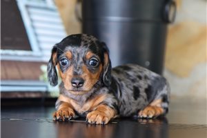 Edmund - puppy for sale