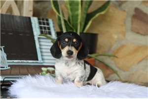 Suzy - Dachshund, Mini for sale