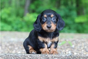 Sierra - Dachshund, Mini for sale