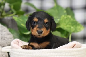 Liza - Dachshund, Mini for sale