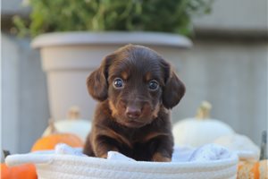 Primus - Mini Dachshund for sale
