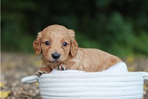 Brooke - puppy for sale