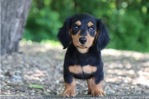 Liza - Dachshund, Mini for sale