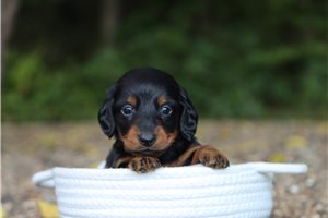 Brett - puppy for sale