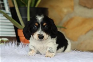 Rhett - Dachshund, Mini for sale