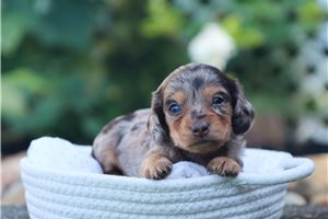Anika - puppy for sale