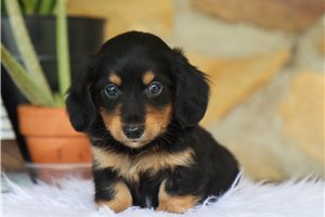 Roger - Dachshund, Mini for sale