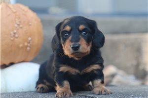 Rhett - puppy for sale