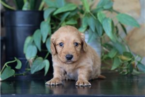 Harrietta - Mini Dachshund for sale