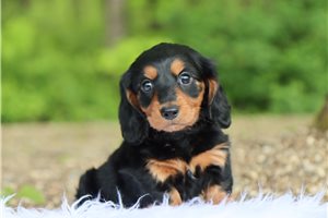 Kurt - Dachshund, Mini for sale