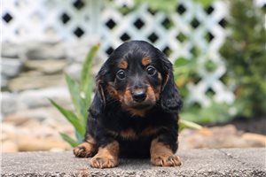 Edgar - Dachshund, Mini for sale