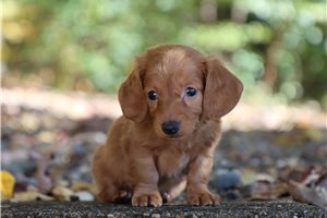 Pixie - Mini Dachshund for sale