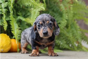 Ivan - puppy for sale