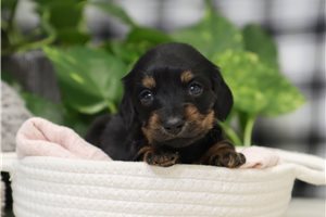 Lorraine - puppy for sale