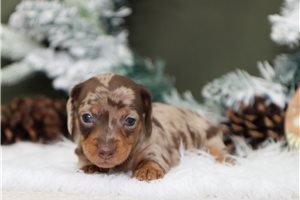 Caitlin - Dachshund, Mini for sale