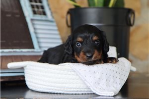 Hera - Dachshund, Mini for sale