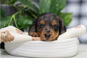 Kallie - Dachshund, Mini for sale