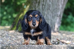 Darlene - Dachshund, Mini for sale