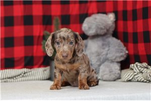 Holly - puppy for sale