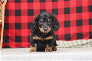 Hammond - Dachshund, Mini for sale