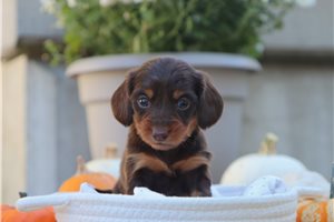 Prissy - Mini Dachshund for sale