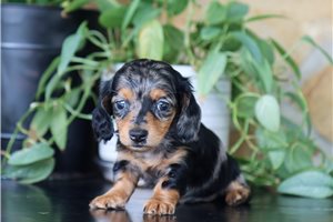 Anise - puppy for sale
