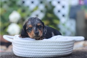 Anise - puppy for sale