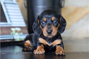 Elaine - puppy for sale