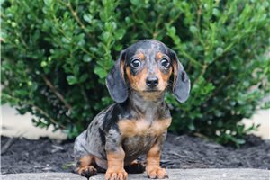 Edmund - Dachshund, Mini for sale
