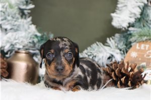 Cassius - Dachshund, Mini for sale