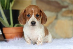 Sonia - Dachshund, Mini for sale