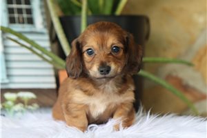 Star - Mini Dachshund for sale