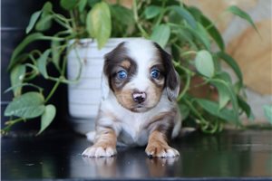 Frankie - Dachshund, Tweenie for sale