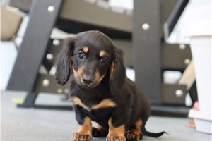 Lorraine - Dachshund, Mini for sale