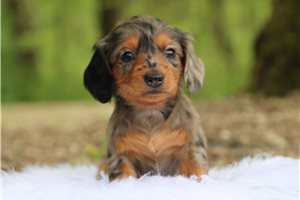 Loren - Dachshund, Mini for sale