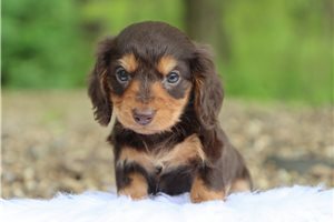 Lazarus - Dachshund, Mini for sale
