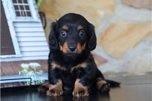 Hera - Dachshund, Mini for sale