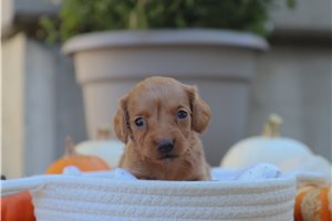 Priya - Mini Dachshund for sale