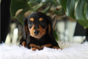 Liza - Dachshund, Mini for sale